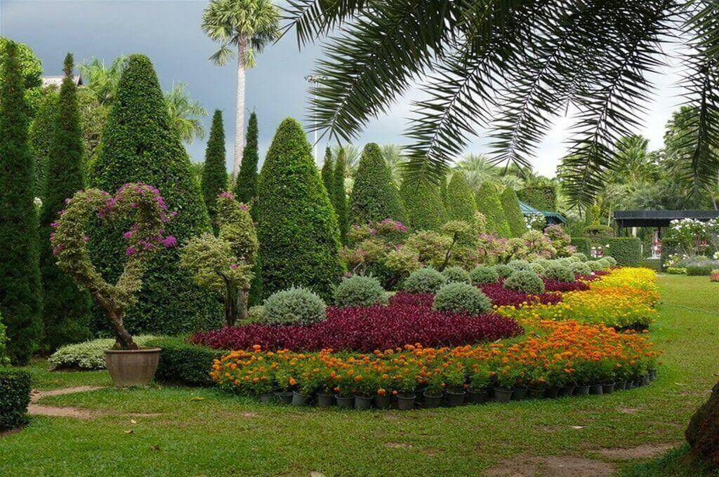 растения для сада