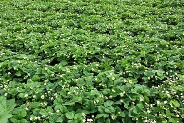 посадка полуниці килимовим способом