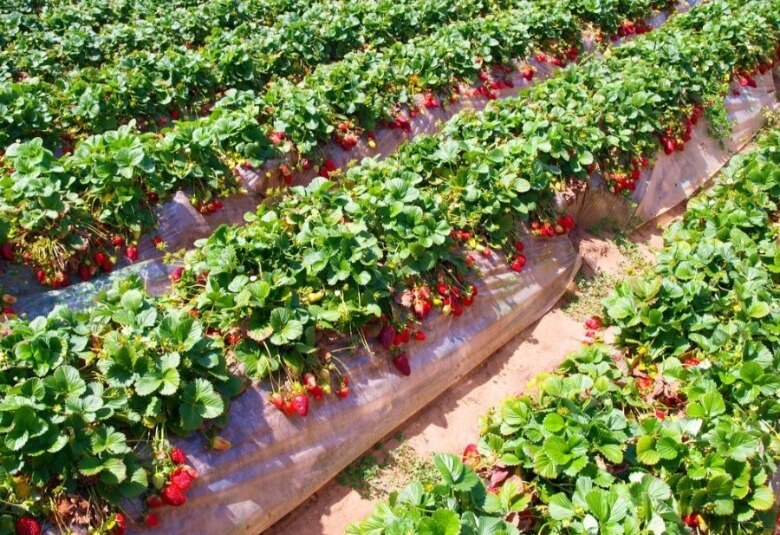 посадка полуниці рядами