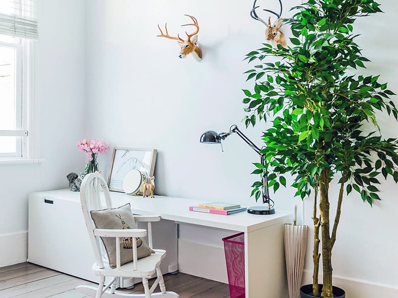 Рослини в квартирі для створення затишку