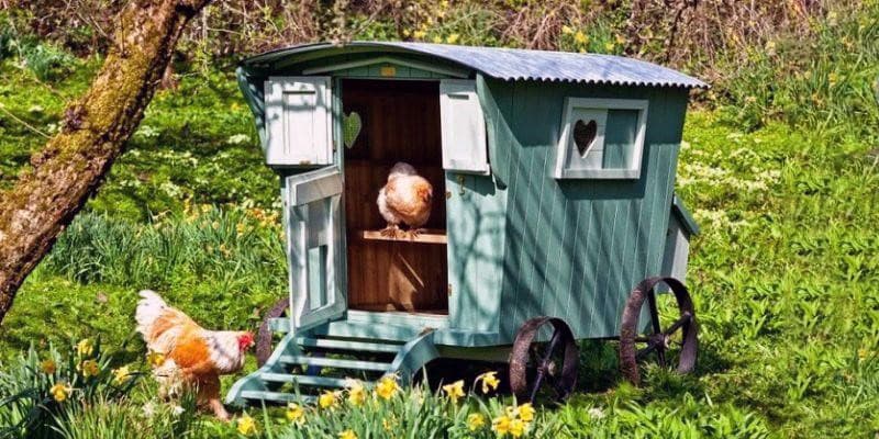 Невеликий літній курник на колесах