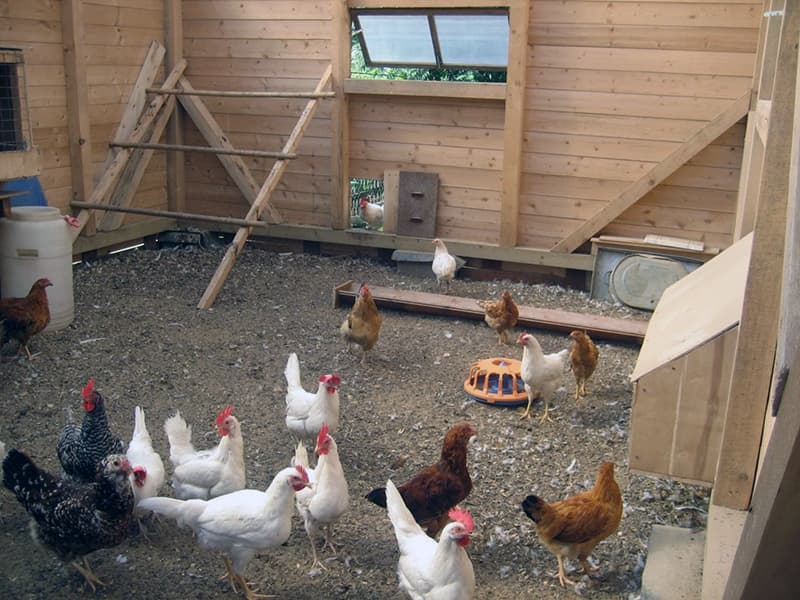 Зовнішній вигляд підлоги в готовому курнику