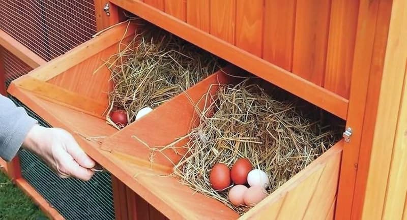 Зовнішні гнізда для курника