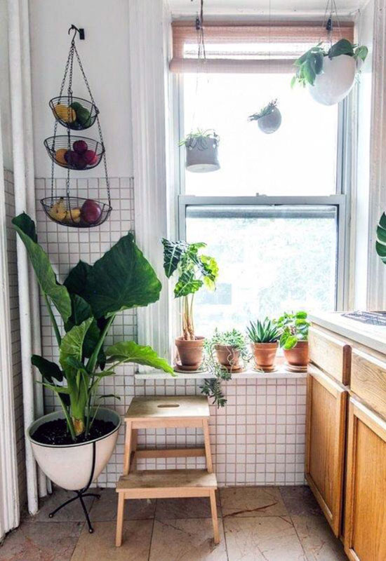 Кімнатні рослини на кухні в хрущовці
