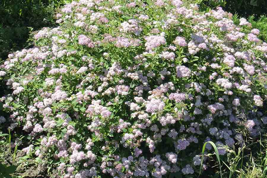 Які чагарники посадити на альпійську гірку