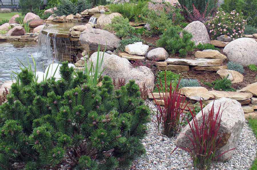 Хвойні рослини для альпійської гірки