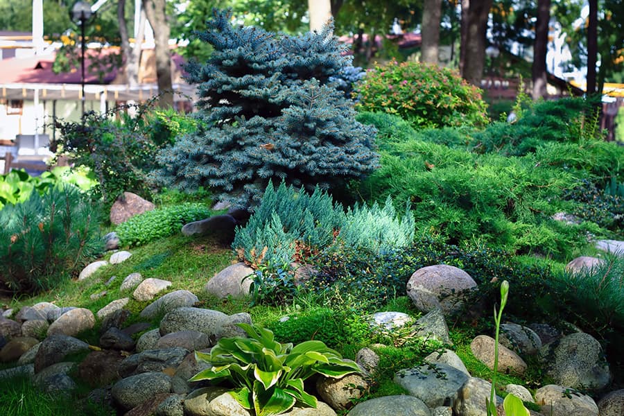 Компактні хвойні рослини для альпійської гірки