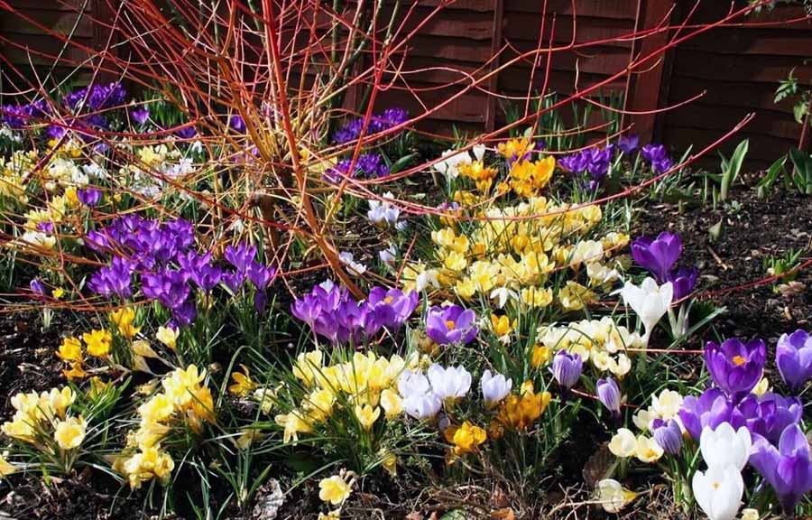 Компактні цибулинні квіти для альпійської гірки