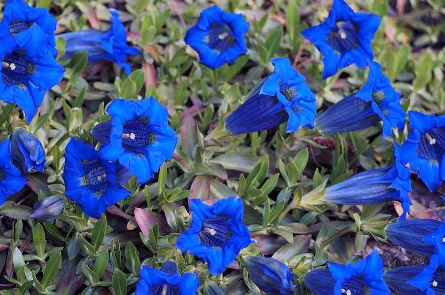 Красиві квіти для підніжжя альпійської гірки