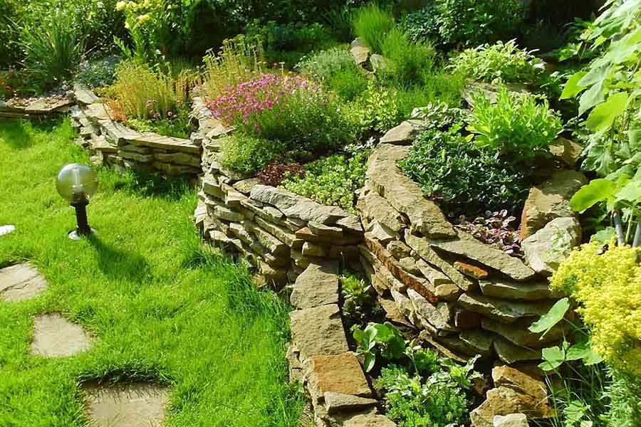 Красиві зелені рослини для вершини альпійської гірки