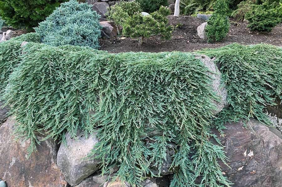 Найкращі хвойні чагарники для альпійської гірки