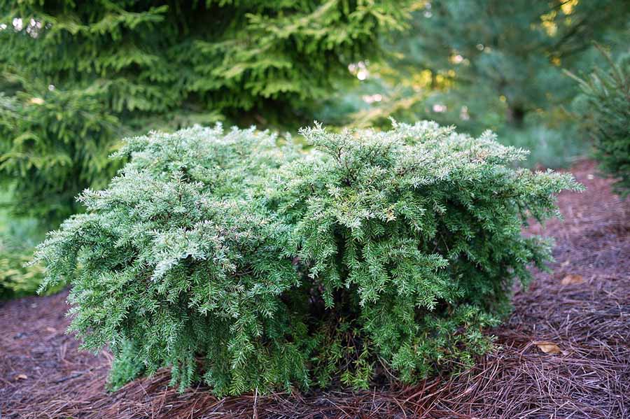 Найкращі хвойні рослини для альпійської гірки