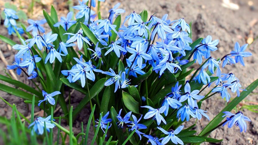 Цибулинні квіти для альпійської гірки