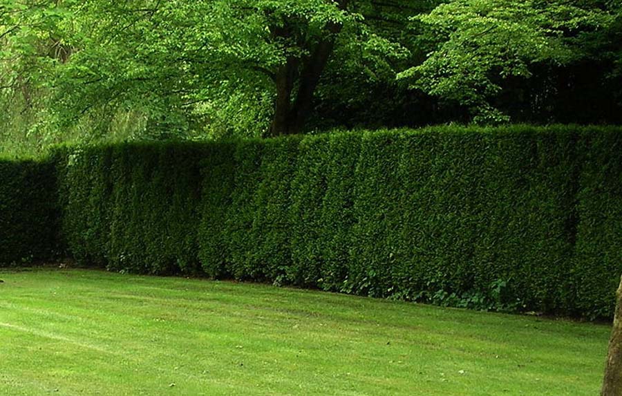 Облаштування живоплоту на ділянці