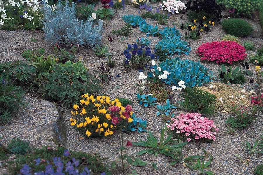 Однорічні рослини для альпійської гірки