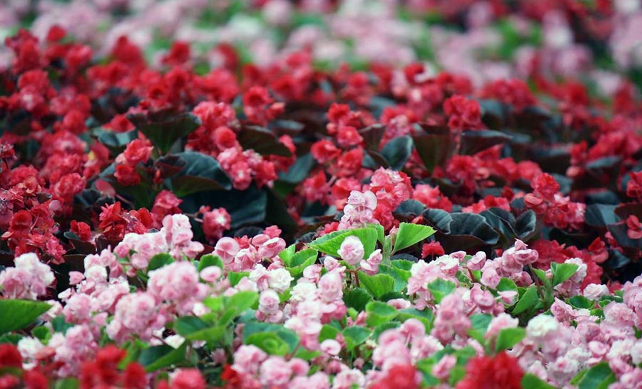 Однорічні рослини з ніжним забарвленням для альпійської гірки