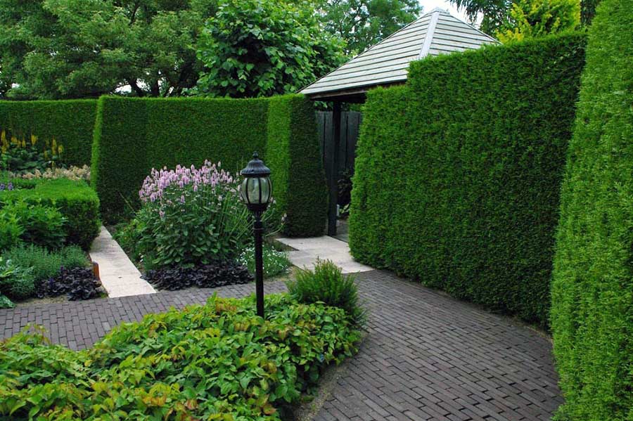 Приклад використання живоплоту на ділянці