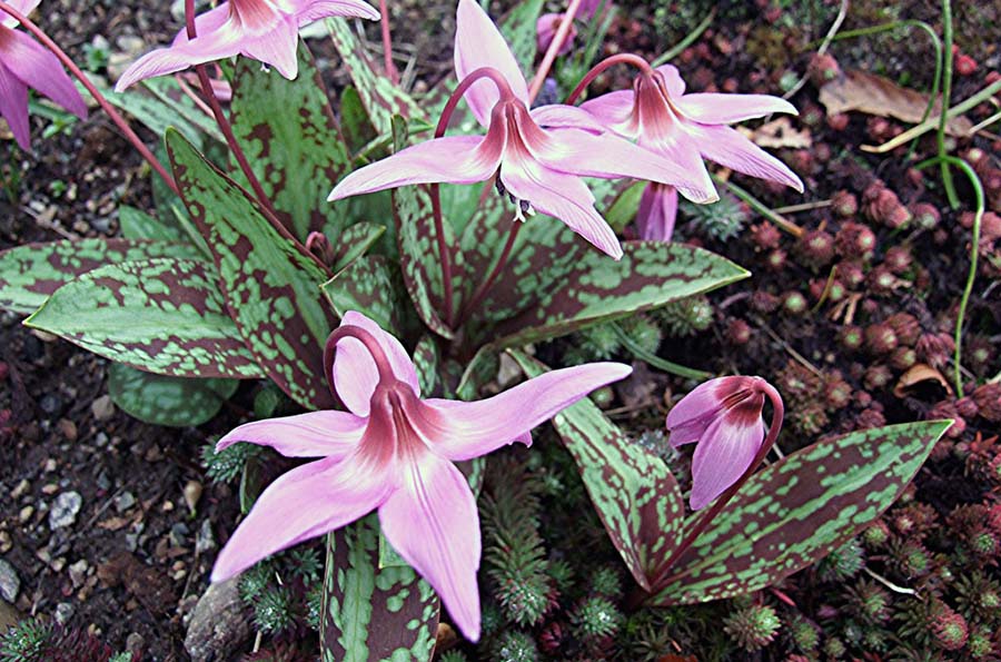 Якісні цибулинні рослини для всіх альпійських гірок