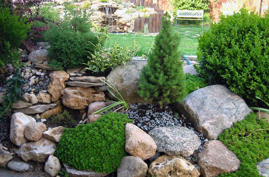 Как обустроить альпийскую горку хвойными растениями