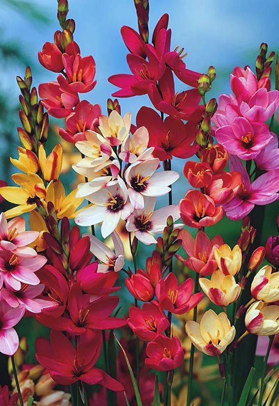 Красивые луковичные растения для альпийской горки