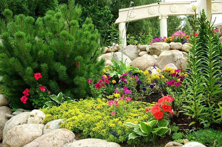 Красивые однолетние растения для альпийской горки