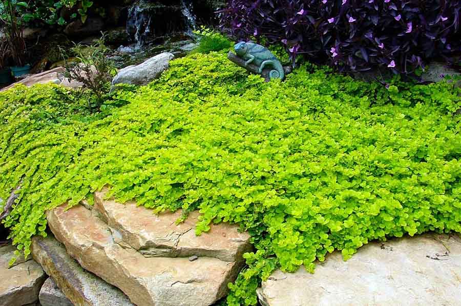 Найкращі покривні рослини для альпійських гірок