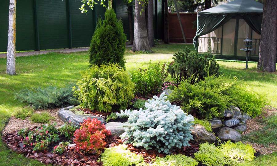 Оформление альпийской горки хвойными растениями