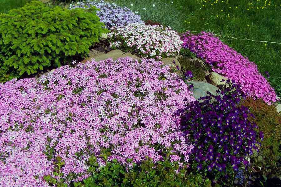 Яскравий квітковий килимок на альпійській гірці