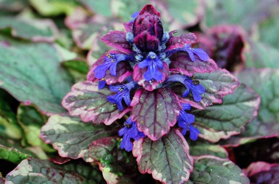 Незвичайні багаторічні квіти для квітника