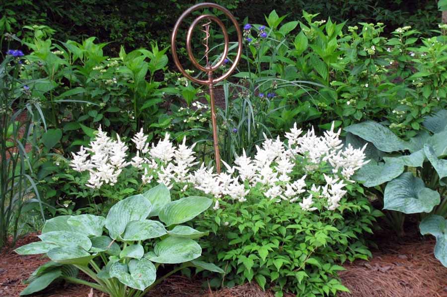 Низькорослі зелені квіти для квітника в тіні