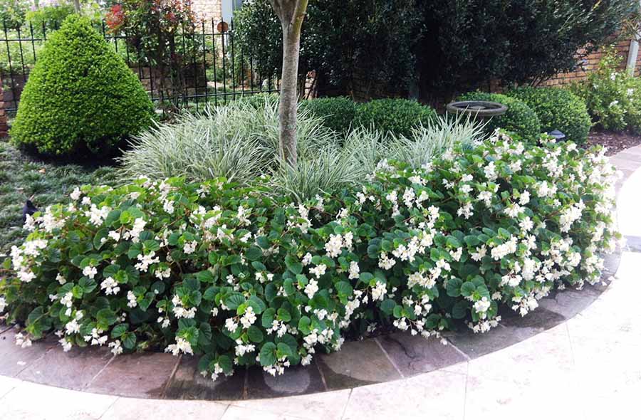 Реальний приклад ділянки з квітником у тіні