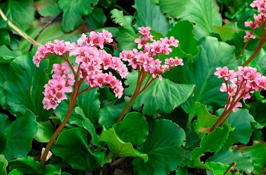 Яскраві весняні квіти для створення красивого квітника у тіні