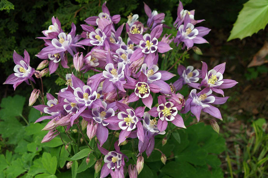 Аквілегія гібридна для квітника в тіні