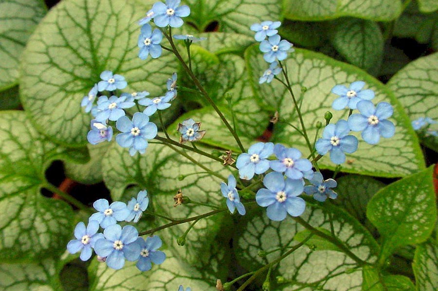 Болотяна незабудка для створення квітника в тіні