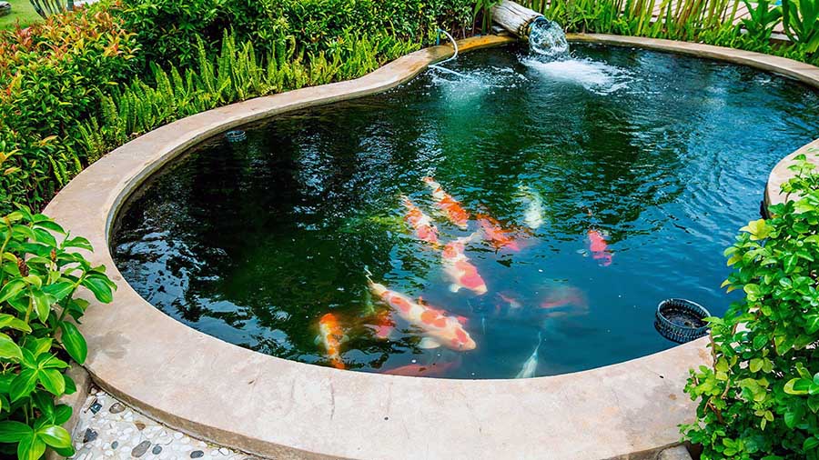 Как создать на даче рыбный пруд