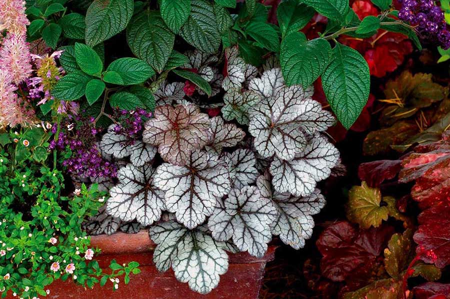 Клумба в тени с яркими цветами и растениями