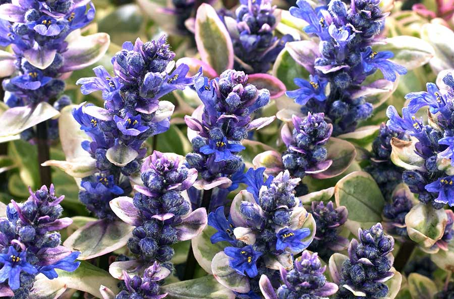 Красива аюга для квітника в тіні