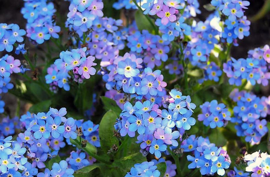 Красива незабудка для квітника в тіні