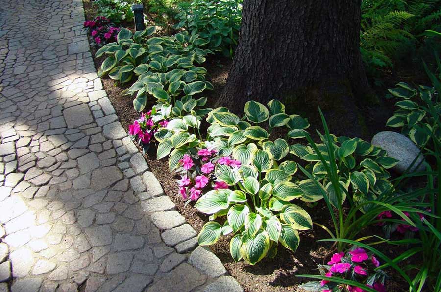 Красиві рослини для вирощування на ділянці з півтінню