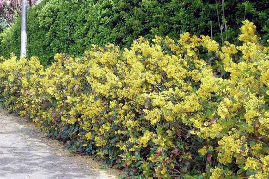 Кустовые многолетние растения для цветника