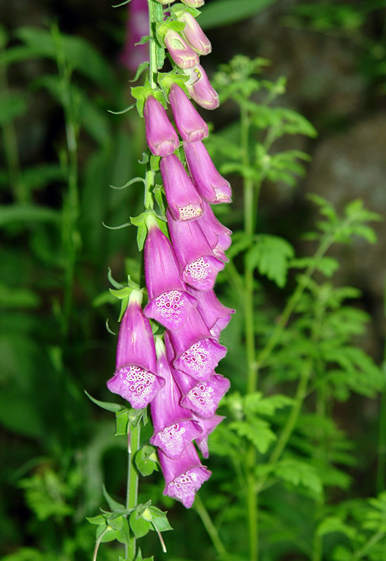 Літні багаторічні квіти для створення квітника