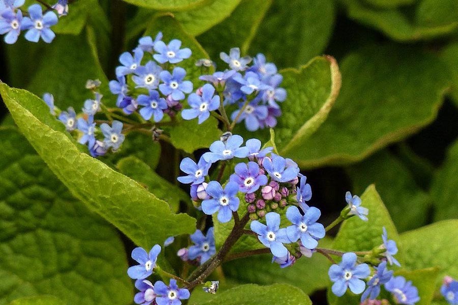 Лучшие весенние растения для цветника в тени