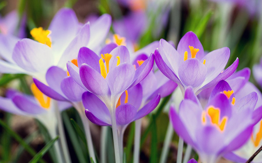 Луковичные растения для выращивания на участках с рассеянным светом