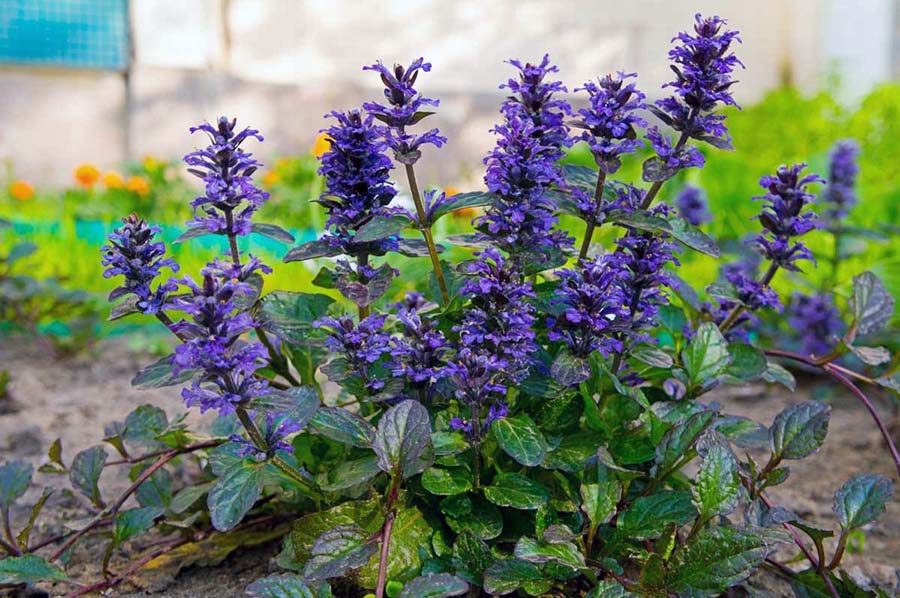 Необычная аюга для украшения цветника