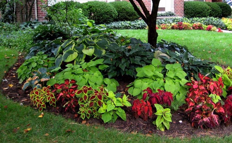 Необычный цветник в тени дерева