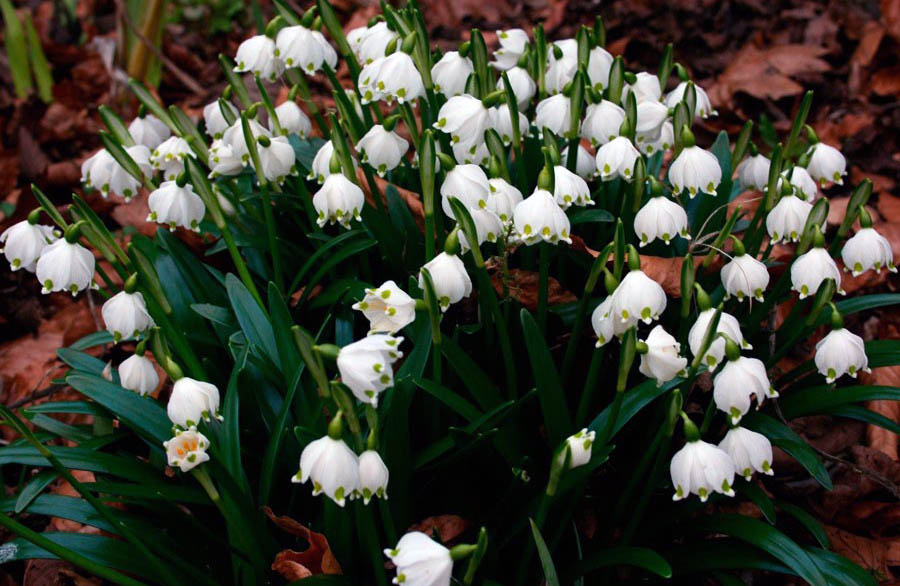 Нежный белоцветник для цветника в полутени