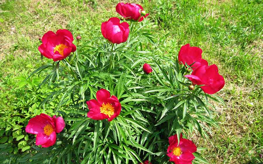 Пионы для теневого цветника на участке