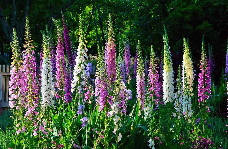 Прямостоячі квіти для квітника в тіні