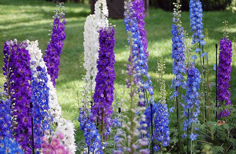 Рослини для ділянок зі світлою тінню