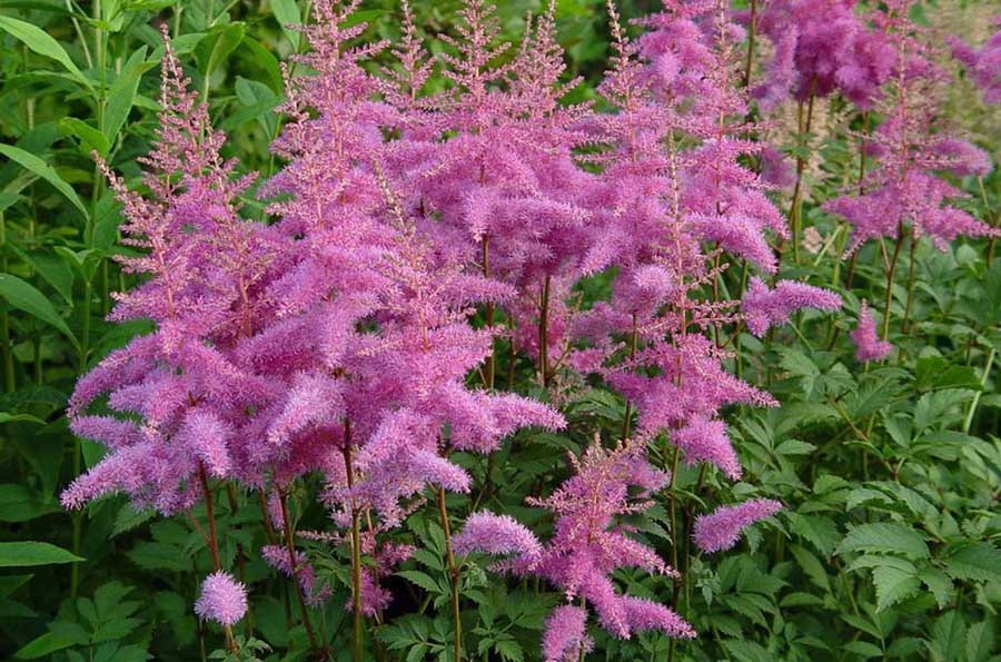 Рожева астильба гібридна як прикраса квітника